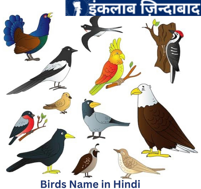 Birds Name in Hindi: जाने पक्षियों के नाम हिंदी में