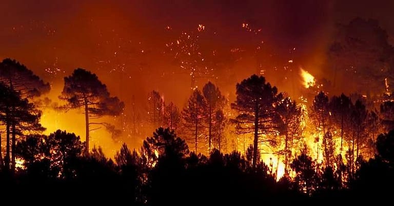 उत्तराखंड के जंगलों की आग हुई विकराल, धू धू कर जल रहे जंगल