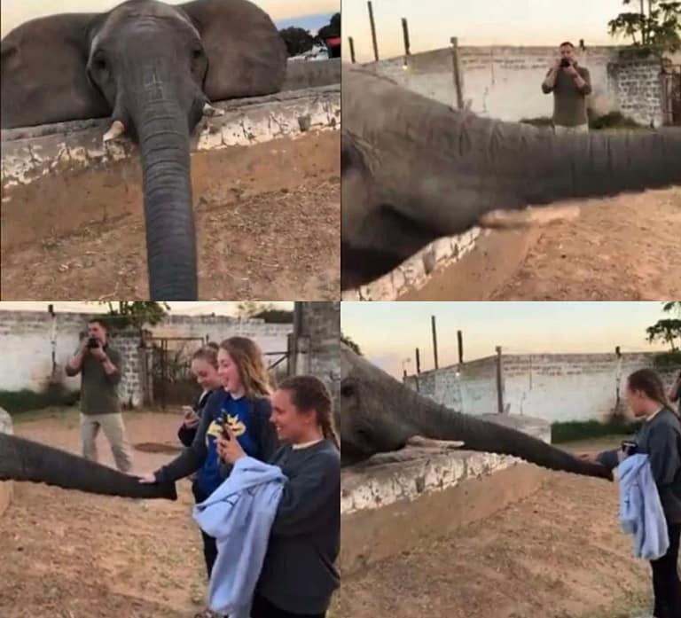 वायरल: फोटो खींचने पर लड़की को हाथी ने जड़ा तमाचा