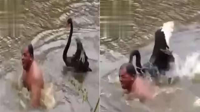 अभिनेता शक्ति कपूर ने शेयर किया वीडियो जहां तालाब में नहाते शख्स पर हंस ने किया जानलेवा हमला