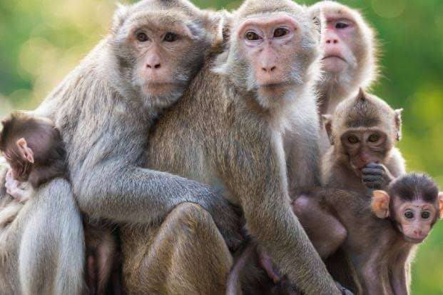 Ukhimath: बंदरों ने दो बच्चों पर किया हमला